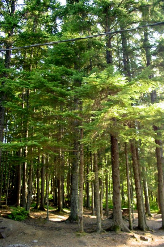 062404 Haines AK (10050)